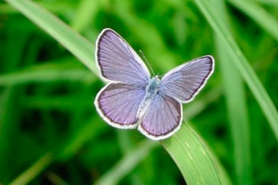 Karner blue butterfly male.