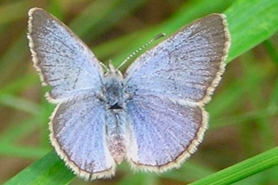 Silvery blue butterfly female