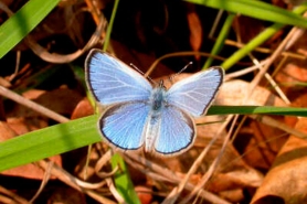 Silvery blue butterfly male