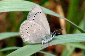 Silvery blue butterfly underwing view