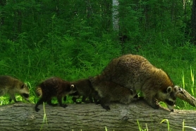 Four young raccoons follow behind their mother on a log.