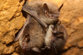 Cluster of little brown bats