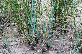Photo of Lyme grass