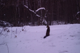 A marten sits in the snow and looks to the left