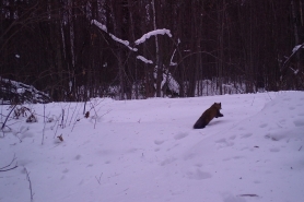 A marten leaps forward into the snow