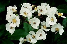 Photo of multiflora rose