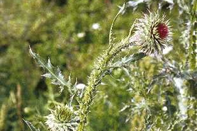 Photo of musk thistle