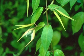 Photo of pale swallow-wort
