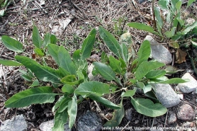 Photo of perennial pepperweed