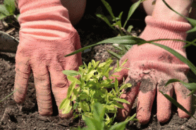Person planting native plant.
