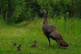Several very small poults sit in the grass to the left of a mother hen.
