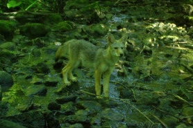 A single coyote pup stands in a creek.