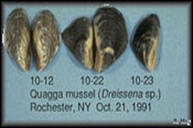 Photo of quagga mussel