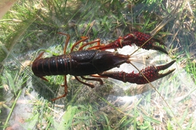 Photo of red swamp crayfish
