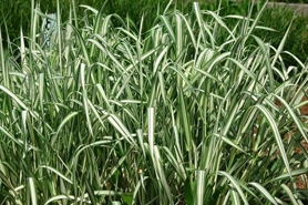 Photo of ribbon grass