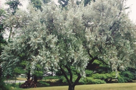 Photo of Russian olive