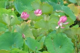 Photo of sacred lotus