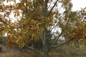 Photo of sawtooth oak