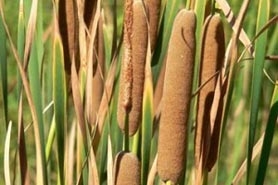 Photo of southern cattail