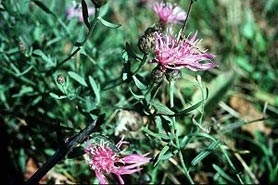 Photo of spotted knapweed