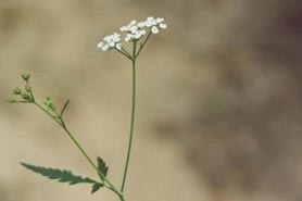 Photo of spreading hedgeparsley