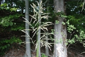 Photo of tall manna grass