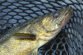 The Wisconsin Walleye Initiative Fishing Wisconsin Wisconsin DNR   WalleyeinNet.PNG