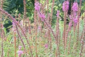 Photo of wanded loosestrife