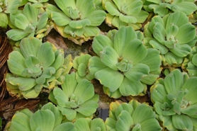 Photo of water lettuce