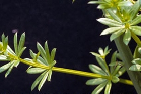 Photo of white bedstraw