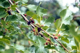 Photo of white mulberry