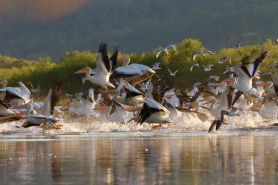 Thousands of birds such as these American white pelicans can be seen during their migrations on the Mississippi River. Photo by Steve Pearson