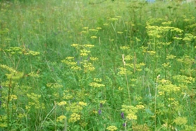 Photo of wild parsnip