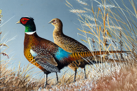 The 2025 Pheasant Stamp illustration showing two pheasants standing in tall, dry grass with a blue sky background.