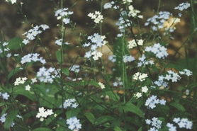 Photo of woodland forget-me-not