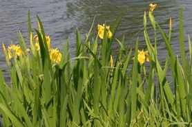 Photo of yellow flag iris