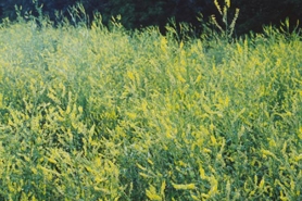 Photo of yellow sweet clover
