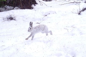 A white showshoe hare leaps through the snow.