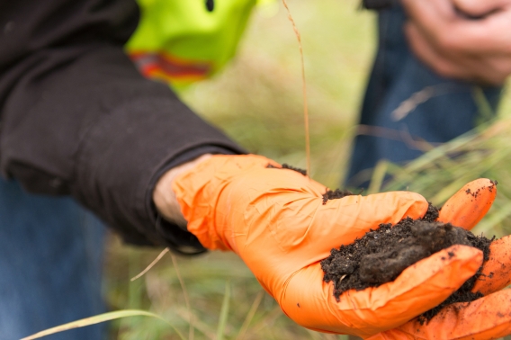 A worker wearing a glove holds soil in their hand