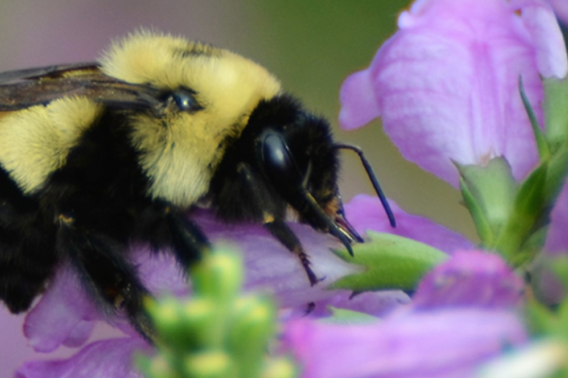 Bee on a Purple flower