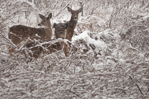 Deer in snowy forest