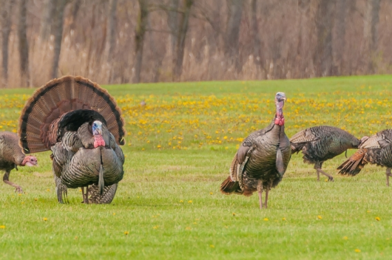 Group of Turkeys walking on green grass