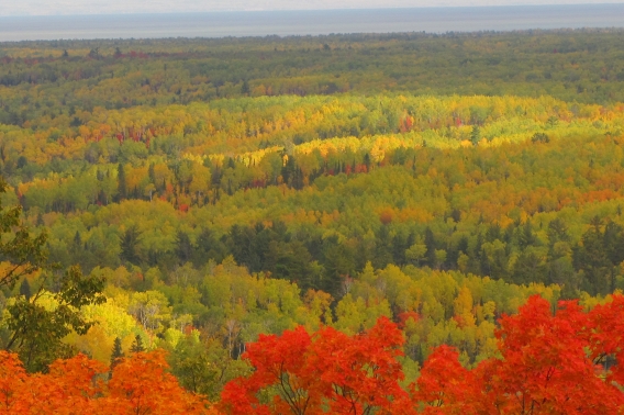 Fall Colors of yellow and orange tree tops at Brule River State Forest