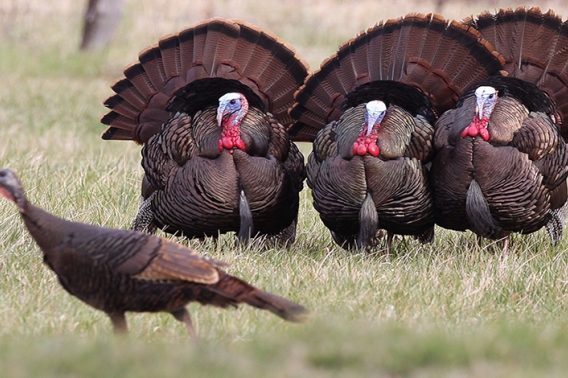 Three male wild turkeys and a female hen 