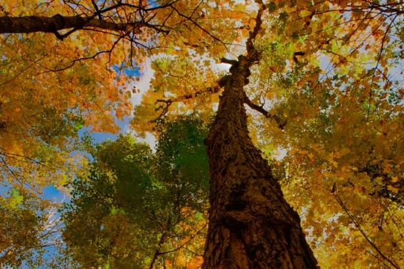 Looking up a tall tree trunk into a canopy of colorful fall leaves.
