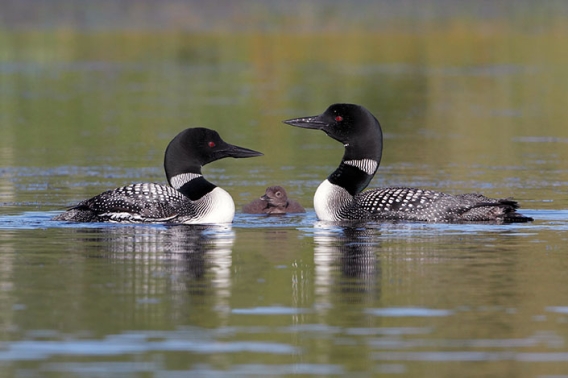 A pair of Loons in a lake with their baby