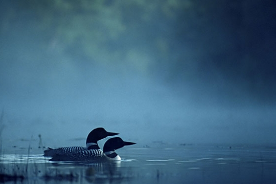 A pair of Loons on a Foggy Lake.