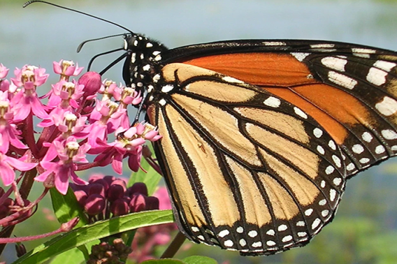 Monarch Butterfly on a pink flower.