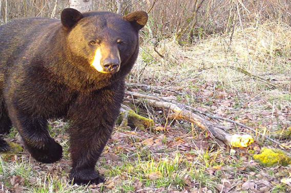 Black bear walking towards camera in dry wooded area.