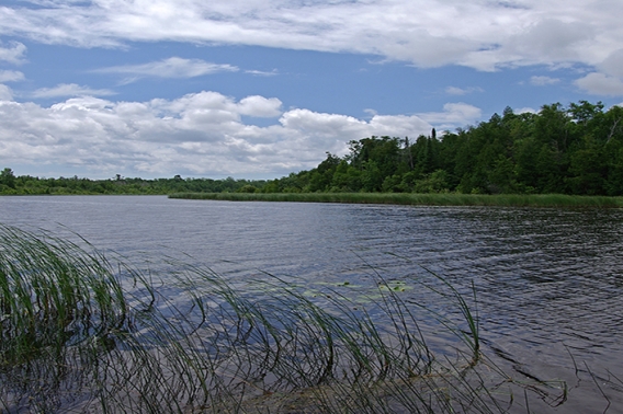 Mink River Estuary in summer.